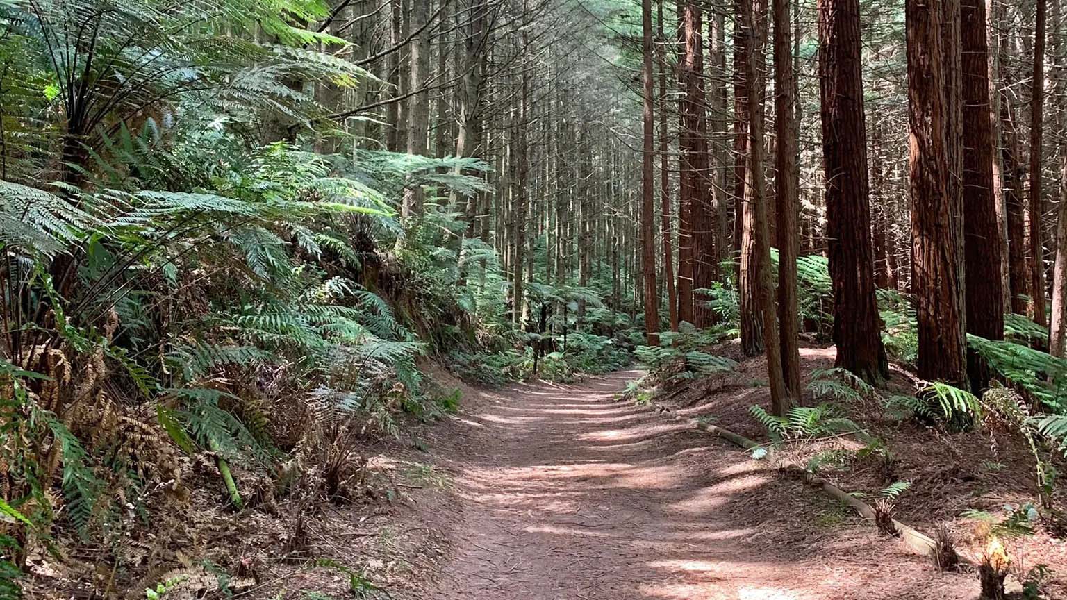 Exploring Nature's Playground: Mountain Biking in Whakarewarewa Forest